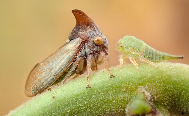 PHOTO: NANTHAPORN SAISAARD/ISTOCK / GETTY IMAGES PLUS/GETTY IMAGES