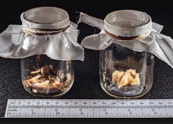 Baby food jars were used to live-trap B. germanica in the field, baited with white bread soaked in beer and greased around the top to prevent escape. PHOTO: JOHN OBERMEYER