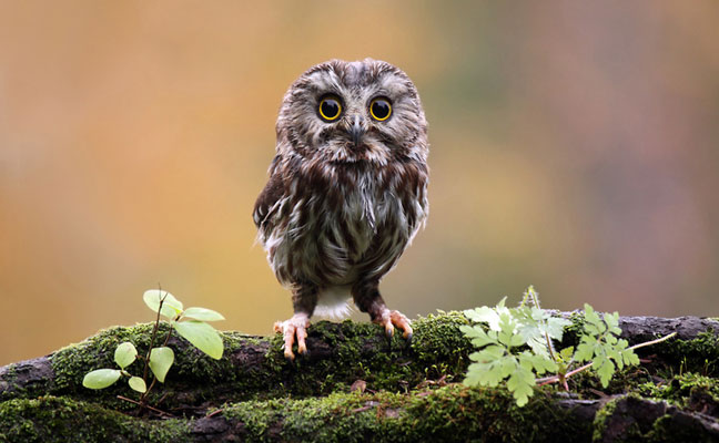 Once Rockefeller has had a chance to rest and gain weight, he’ll look more like this saw-whet owl. PHOTO: MLORENZPHOTOGRAPHY/MOMENT/GETTY IMAGES