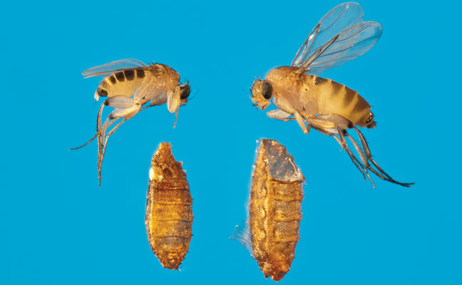 https://www.mypmp.net/wp-content/uploads/2020/11/Phorid-Flies-w-pupa-Male-L-Female-R-H2-648.jpg