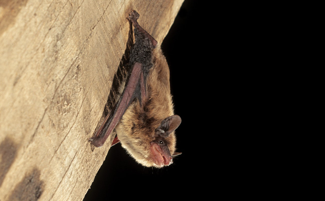 Evening bat. PHOTO: COURTESY OF J. SCOTT ALTENBACH / BAT CONSERVATION INTERNATIONAL