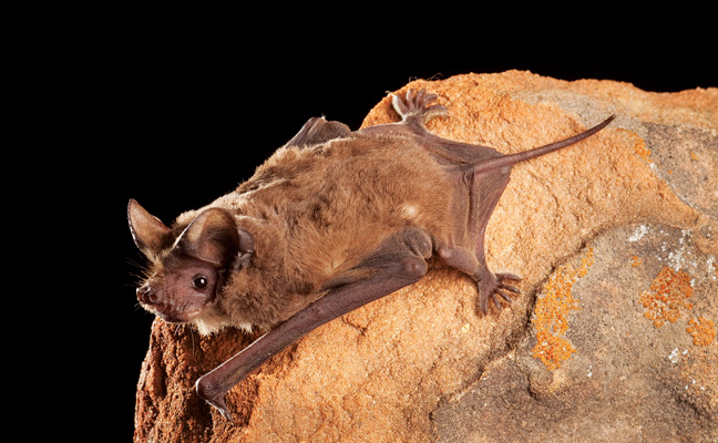 Mexican free-tail bat. PHOTO: COURTESY OF BAT CONSERVATION INTERNATIONAL/ MICHAEL DURHAM MINDEN PICTURES