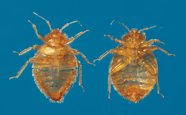 Bat bugs (seen here in ventral and dorsal views) are slightly smaller and hairier than bed bugs, and are beige or dark brown in color, compared with bed bugs, which are red or medium brown. PHOTO: COURTESY OF, AND COPYRIGHTED BY, GENE WHITE, PMIMAGES@EARTHLINK.NET