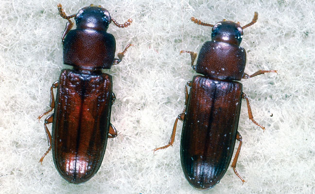 Adult specimens of the confused flour beetle (left) and the red flour beetle (right). PHOTO: DR. J.F. DILL