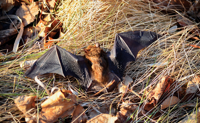 Big brown bat. PHOTO: BOB HILSCHER/ISTOCK / GETTY IMAGES PLUS/GETTY IMAGES