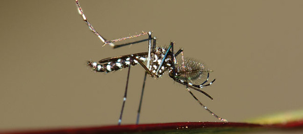 Asian tiger mosquito (Aedes albopictus) PHOTO: ISTOCK.COM/IMNATURE