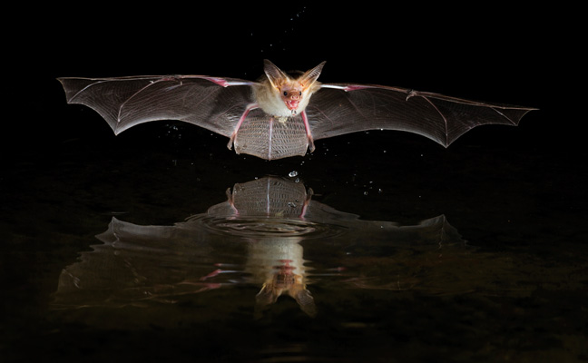 Pallid bat. PHOTO: DANITA DELIMONT/SHUTTERSTOCK.COM