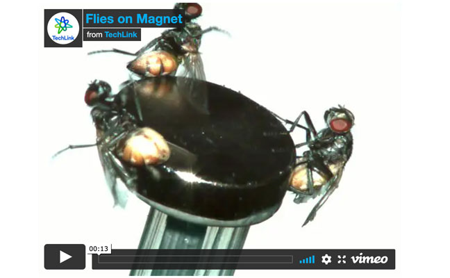 A video still of TechLink's video demonstrating the magnet method with house flies. IMAGE: PMP STAFF