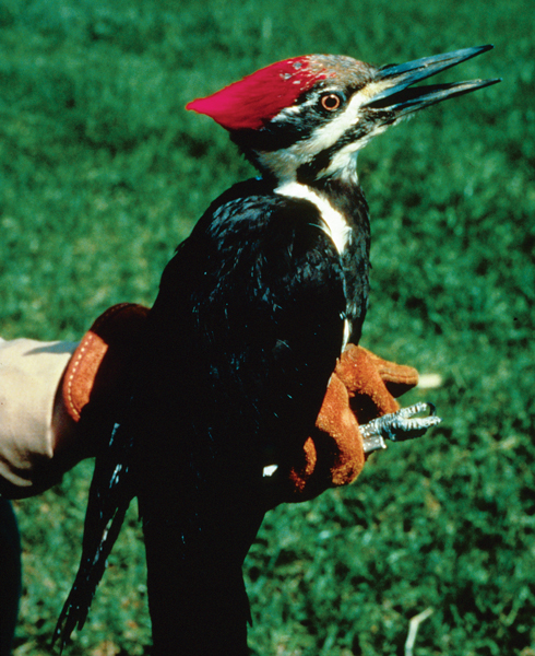 Pileated woodpeckers are found across the Eastern U.S. and parts of the Pacific Coast. PHOTO: USDA FOREST SERVICE - NORTH CENTRAL RESEARCH STATION, USDA FOREST SERVICE, BUGWOOD.ORG