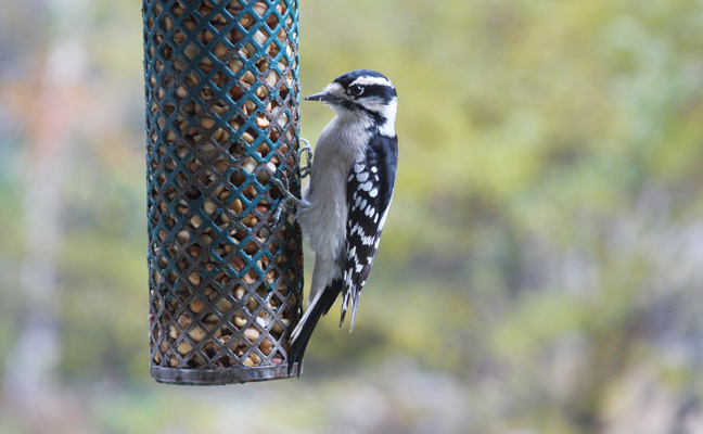 Downy woodpeckers are found across the U.S., with the exception of desert areas. PHOTO: STEVEN KATOVICH, BUGWOOD.ORG