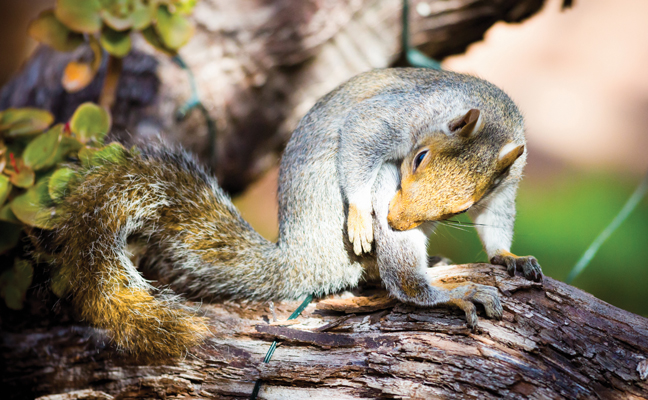 Squirrels, raccoons and other wildlife can harbor fleas, too. PHOTO: RAPIDEYE/ISTOCK / GETTY IMAGES PLUS/GETTY IMAGES