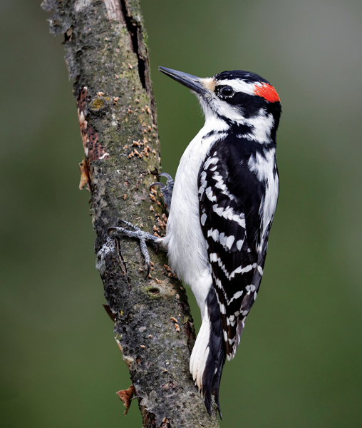 Hairy woodpeckers are found in nearly every U.S. state. PHOTO: BRIANLASENBY/ISTOCK / GETTY IMAGES PLUS/GETTY IMAGES