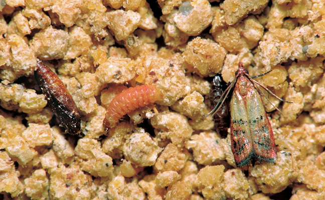 A mix of IMM larval, pupal and adult stages can be easily found together at an account. PHOTO: COURTESY OF, AND COPYRIGHTED BY, GENE WHITE, PMIMAGES@EARTHLINK.NET