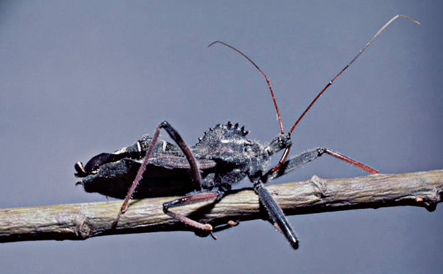 Photo: GERALD J. LENHARD, LOUISIANA STATE UNIVERSITY, BUGWOOD.OR