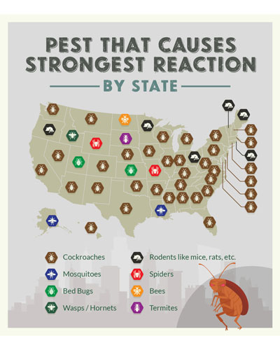 IMAGE: PEST STRATEGIES