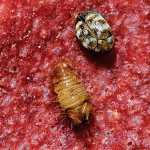 carpet beetle larvae