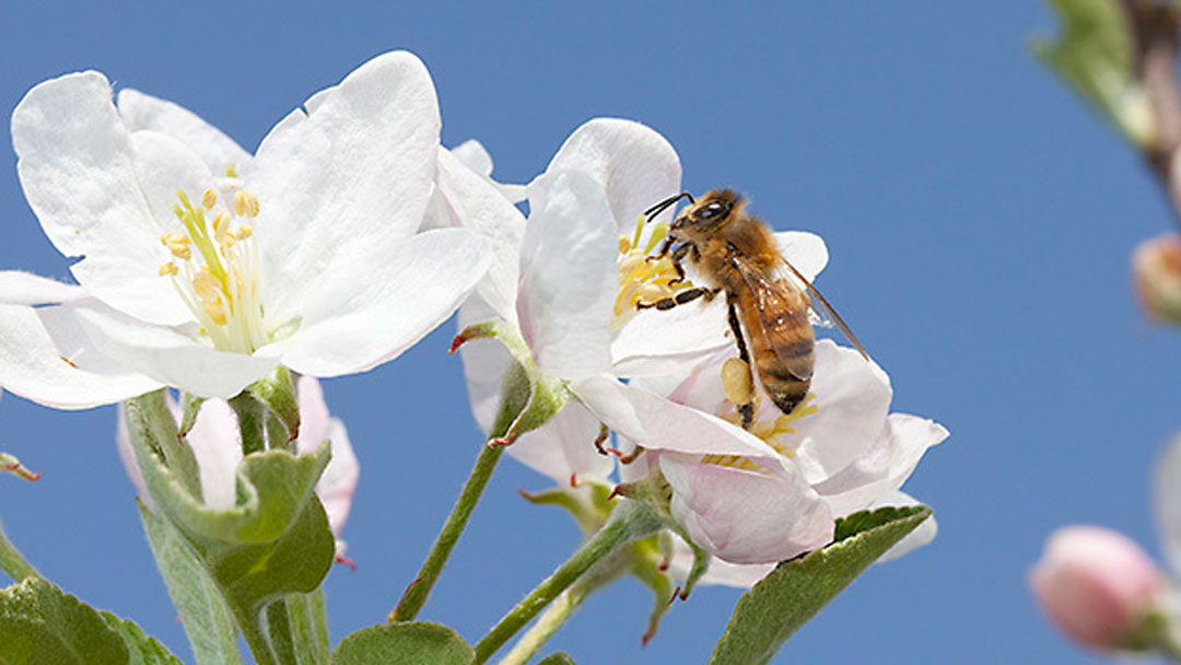 Photo by Steve Ausmus, USDA/ARS