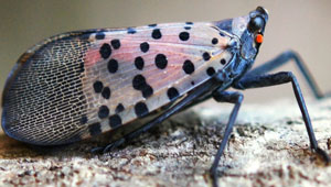 PHOTO: LAWRENCE BARRINGER, PENNSYLVANIA DEPARTMENT OF AGRICULTURE, BUGWOOD.ORG, LICENSED UNDER A CREATIVE COMMONS ATTRIBUTION 3.0 LICENSE