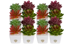 group shot of ZendoZones
