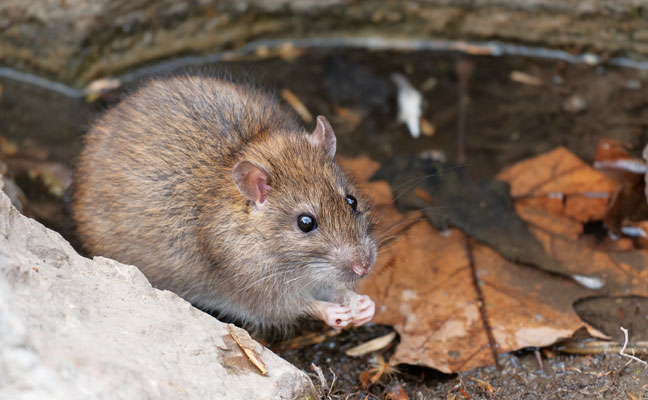 Photo: MriyaWildlife/iStock / Getty Images Plus/Getty Images