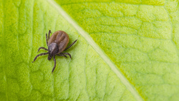 Photo: Ladislav Kubeš/iStock / Getty Images Plus/Getty Images