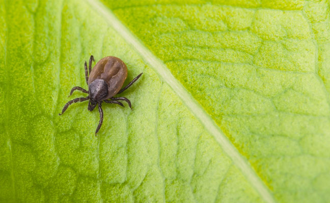 Photo: Ladislav Kubeš/iStock / Getty Images Plus/Getty Images