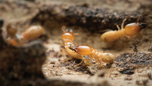 PHOTO: ApisitWilaiji/iStock / Getty Images Plus/Getty Images