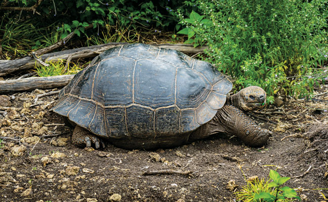 PHOTO: ISLAND CONSERVATION