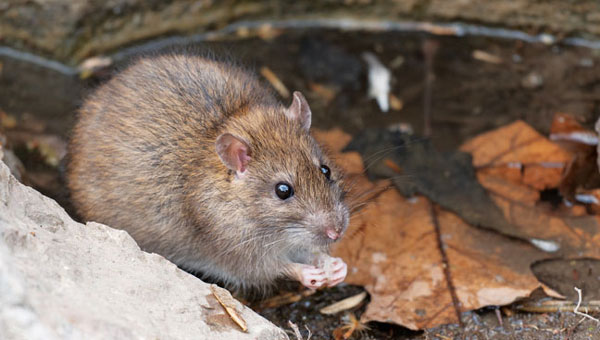 Photo: MriyaWildlife/iStock / Getty Images Plus/Getty Images