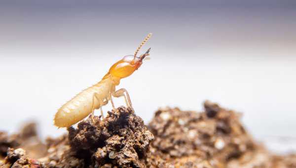 Photo: witsawat sananrum/iStock / Getty Images Plus