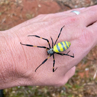 Joro spider is rapidly spreading in the U.S. They're not after you