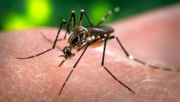 Aedes aegypti. Photo: James Gathany, CDC