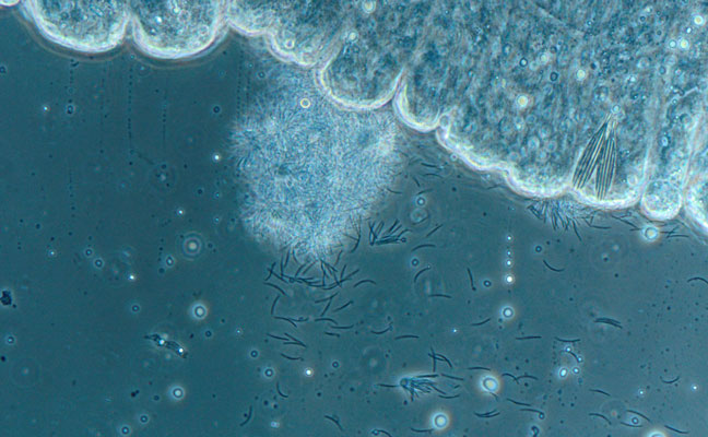 PHOTO: UF/IFAS