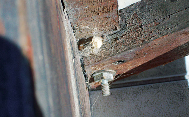 PHOTO: DR. HANIF GULMAHAMAD