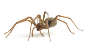 Photo: AlasdairJames / iStock / Getty Images Plus / Getty Images