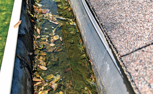 The authors gutter, pre-cleanout. (Photo: Dr. Michael Bentley)