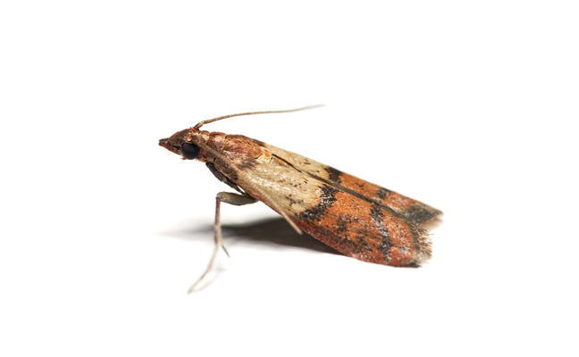 Stored product pests. (PHOTO: TILEN JOSAR/ ISTOCK / GETTY IMAGES PLUS / GETTY IMAGES)