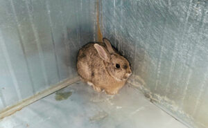This rabbit turned up where it didn’t belong: inside a furnace cold-air return. (PHOTO: WHITMORE PEST & WILDLIFE CONTROL)