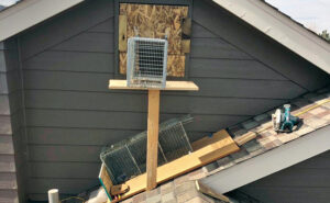 The Whitmore team sets up a raccoon trap. (PHOTO: WHITMORE PEST & WILDLIFE CONTROL)