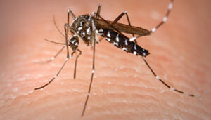 PHOTO: CDC/James D. Gathany