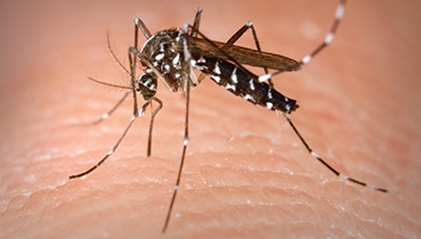 PHOTO: CDC/James D. Gathany