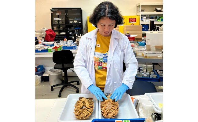 Dr. Conni Sidabalok examines individual specimens of Bathynomus vaderi at Lee Kong Chian Natural History Museum in Singapore. PHOTO: RENE ONG | PENSOFT PUBLISHERS