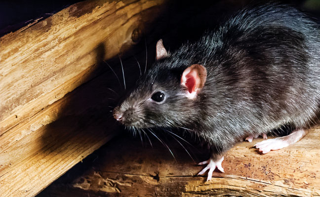 PHOTO: CARLOS ARANGUIZ / ISTOCK / GETTY IMAGES PLUS / GETTY IMAGES