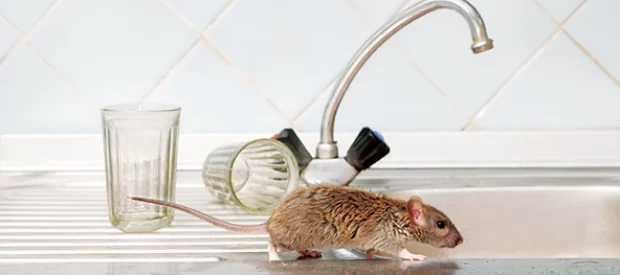 PHOTO: TENRA / ISTOCK / GETTY IMAGES PLUS / GETTY IMAGES