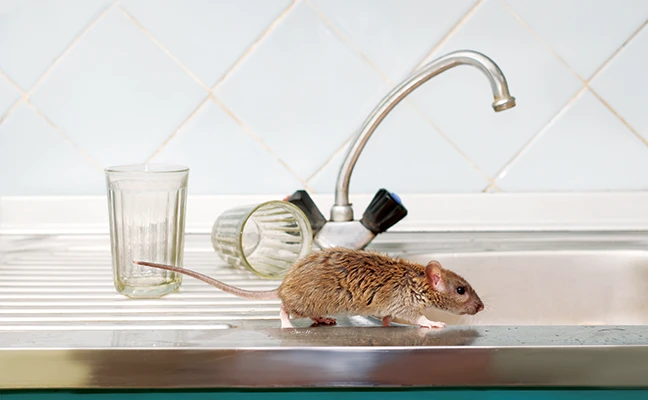 PHOTO: TENRA / ISTOCK / GETTY IMAGES PLUS / GETTY IMAGES