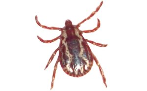 American dog ticks (Dermacentor variabilis). PHOTO: U.S. ARMY