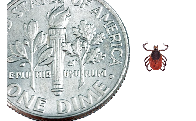 An adult female black-legged tick next to a dime.