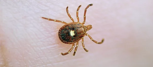 Lone star tick (Amblyomma americanum). PHOTO: DR. MOHAMMED EL DAMIR