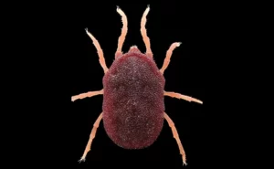 Fever tick (Ornithodoros spp.) PHOTO: JEFFREY B. BANKE/SHUTTERSTOCK. COM