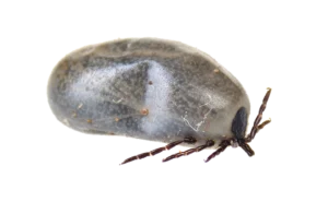 Western black-legged tick (I. pacificus). PHOTO: JOESBOY / ISTOCK / GETTY IMAGES PLUS / GETTY IMAGES